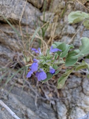 Salvia platycheila
