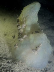 Phallusia mammillata