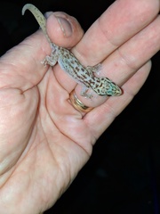 Phyllodactylus nocticolus