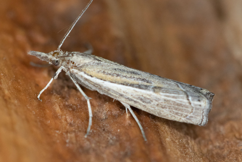 Thaumatopsis crenulatella