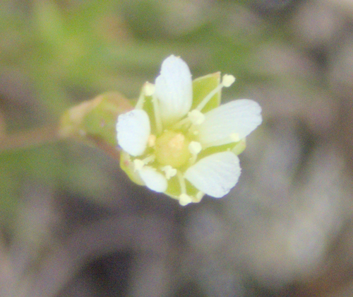 Rock Stitchwort (Sabulina dawsonensis)