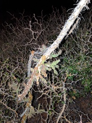 Cylindropuntia waltoniorum
