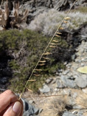 Bouteloua reflexa