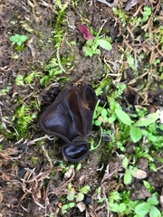 Plicaria endocarpoides