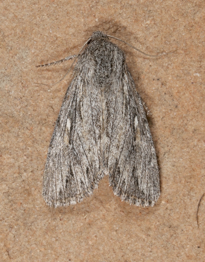 Rhizagrotis albalis