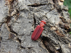 Cucujus cinnaberinus