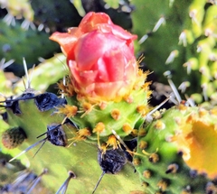 Opuntia atropes