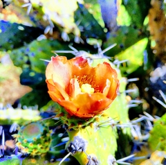 Opuntia atropes