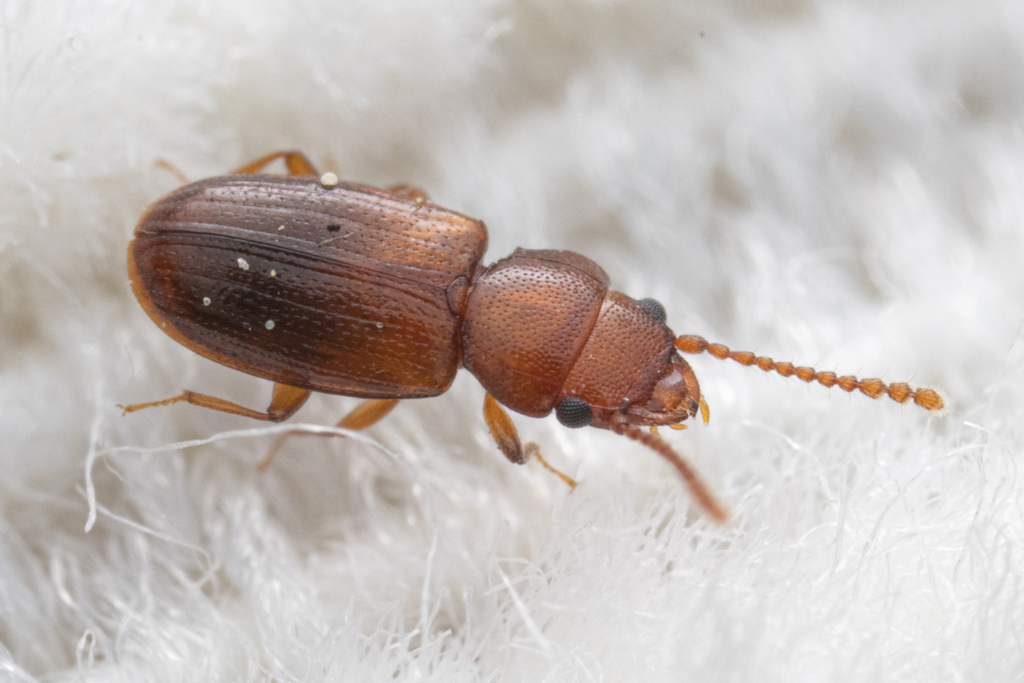Charaphloeus
