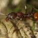 Aphaenogaster mariae - Photo (c) Mikie Green, algunos derechos reservados (CC BY-NC), subido por Mikie Green