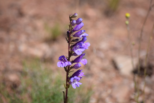 Image of Penstemon strictiformis by (c) William Harmon, some rights reserved (CC BY)