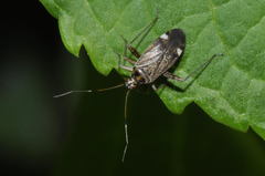 Closterotomus fulvomaculatus