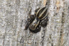 Phlegra fasciata