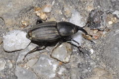 Sphenophorus striatopunctatus