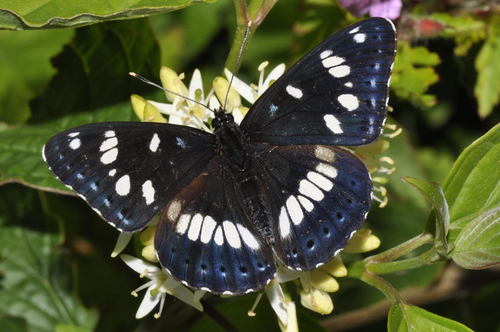 Southern White Admiral