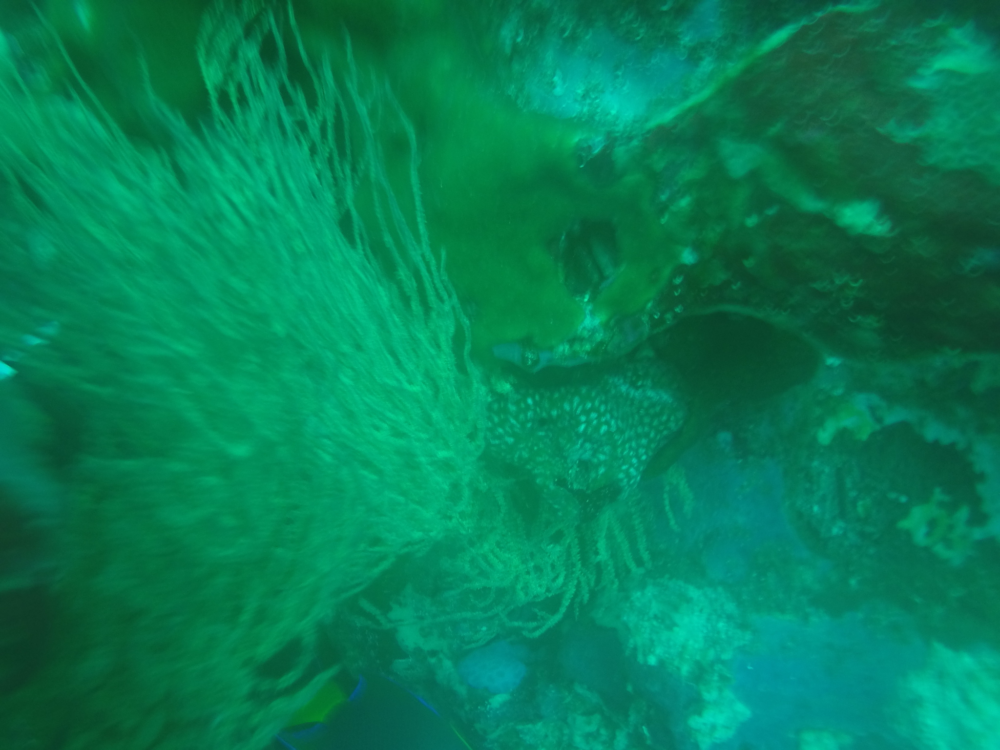 Antipathes galapagensis Deichmann, 1941