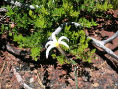 Lilium rubescens