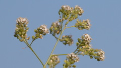 Lepidium latifolium
