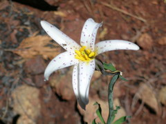 Lilium rubescens
