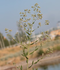 Lepidium latifolium