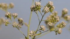 Lepidium latifolium