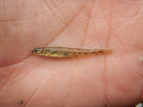 Bluntnose darter (Etheostoma chlorosomum) — Percidae — 3