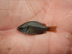 Lepomis miniatus