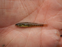 Etheostoma gracile