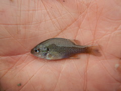 Lepomis megalotis