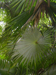 Coccothrinax barbadensis