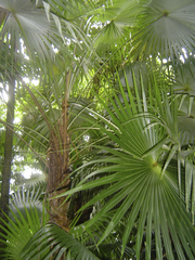 Coccothrinax barbadensis