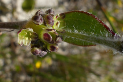 Centella difformis