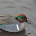 American Green-winged Teal - Photo (c) Derek Killby, some rights reserved (CC BY-NC), uploaded by Derek Killby