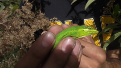 Anolis heterodermus