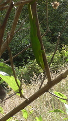 Anolis heterodermus