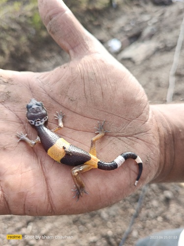 Western Indian Leopard Gecko, Eublepharis fuscus