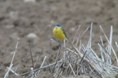 Motacilla flava flava