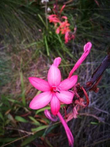 Image of Watsonia fourcadei by no rights reserved