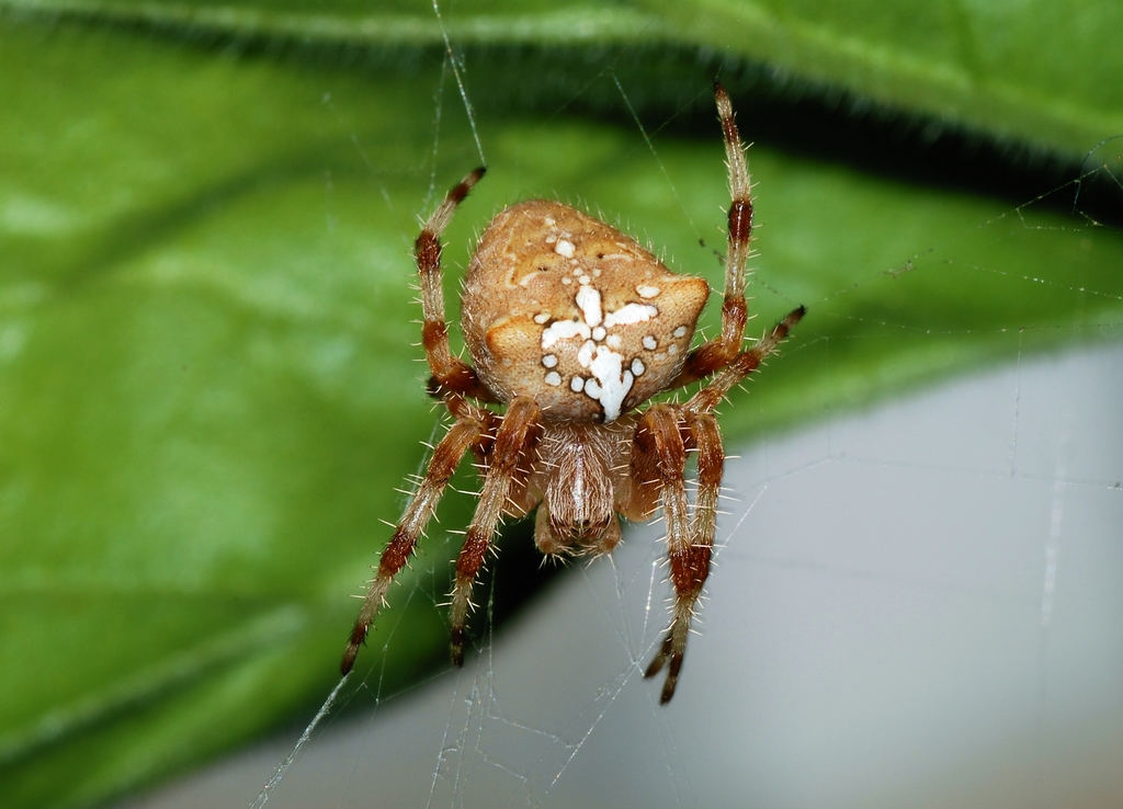 Pale Cross Orbweaver