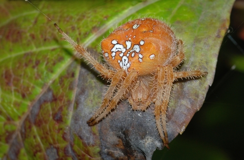 Pale Cross Orbweaver