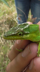 Anolis heterodermus