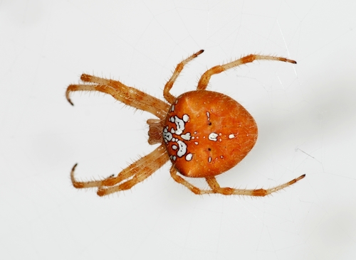 Pale Cross Orbweaver