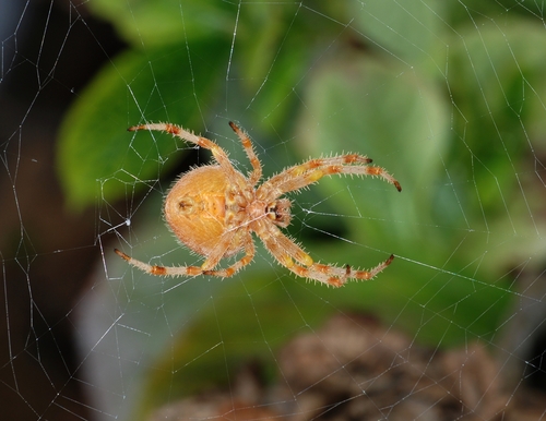 Pale Cross Orbweaver