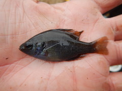 Lepomis miniatus