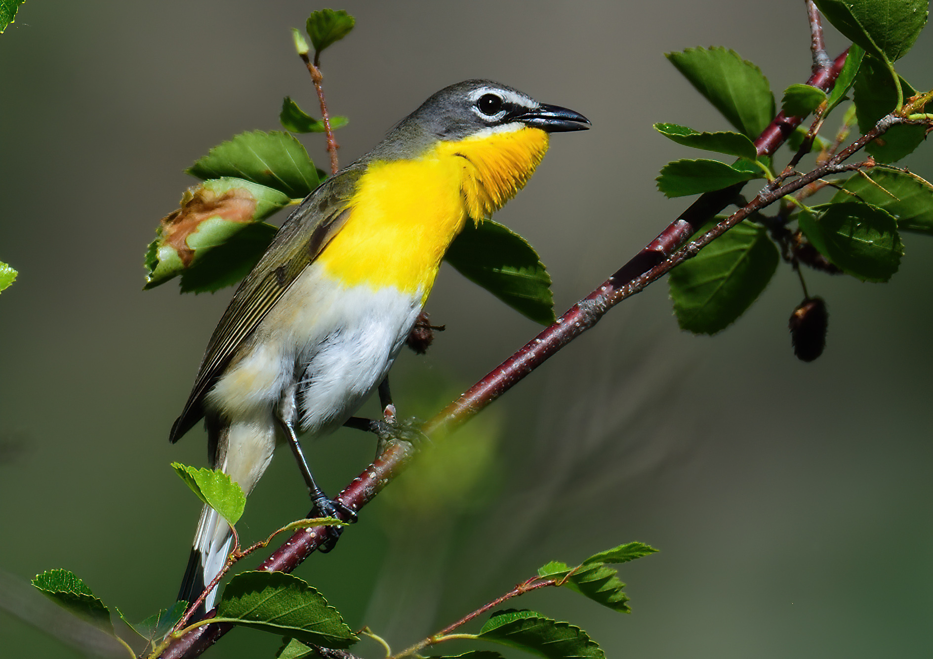 Yellow-breasted Chat (Icteria virens)