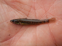 Etheostoma gracile