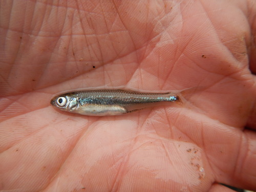 Ribbon shiner (Lythrurus fumeus) — Cyprinidae
