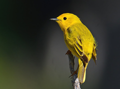 American Yellow Warbler photo 1