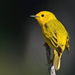 Northern Yellow Warbler