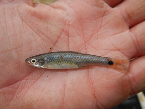 Blacktail shiner (Cyprinella venusta) — Cyprinidae — 3